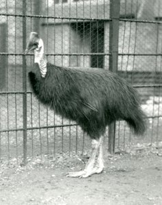 Un casuario del norte en el Zoológico de Londres, octubre de 1914